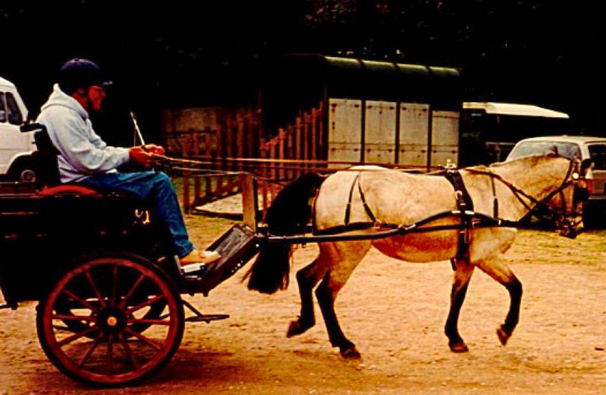 Bill driving horse carriage